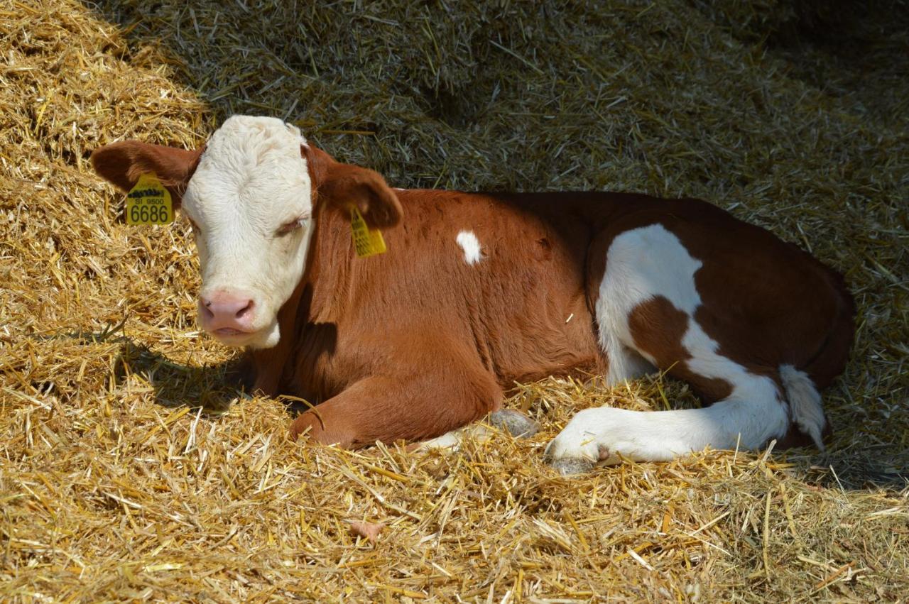 Tourist Farm Mulej Vila Bled Exterior foto